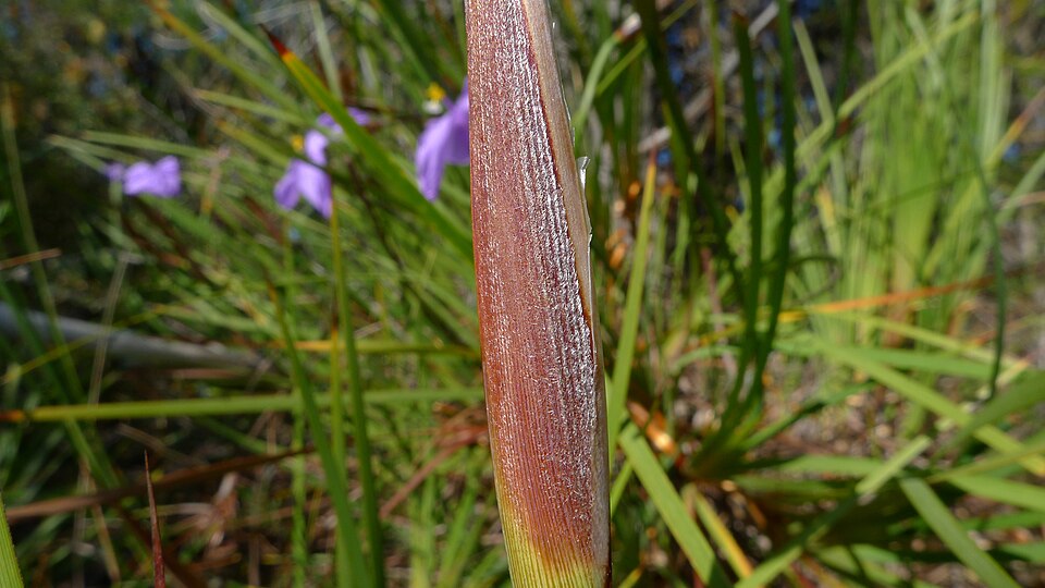 Patersonia sericea (Silky Purple Flag) (alternate view 3)