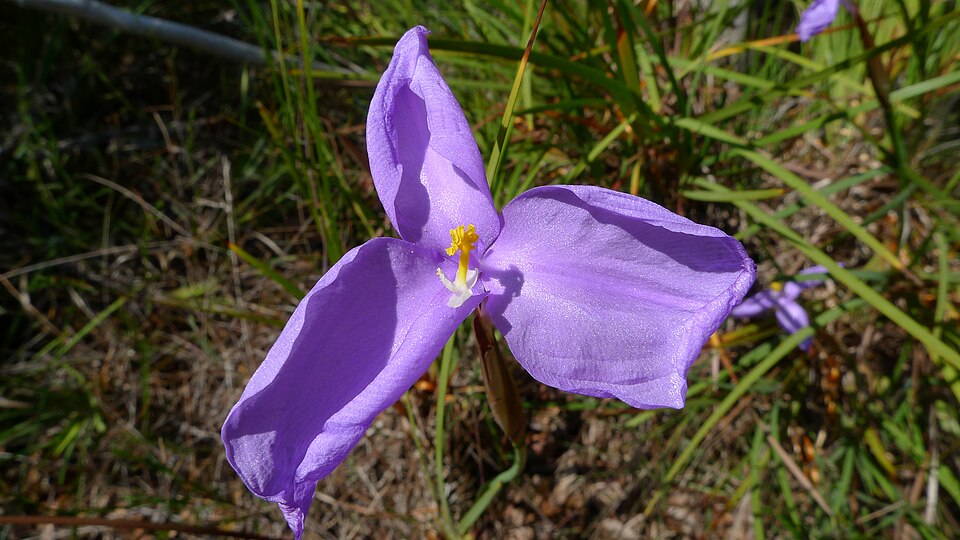 Patersonia sericea (Silky Purple Flag) (alternate view 4)