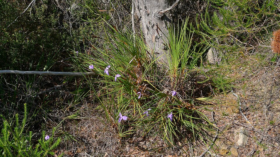 Patersonia sericea (Silky Purple Flag) (alternate view 5)