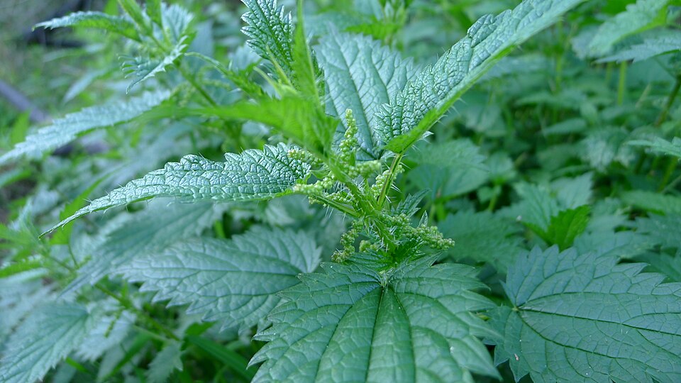 Urtica incisa (Scrub Nettle) (alternate view 7)