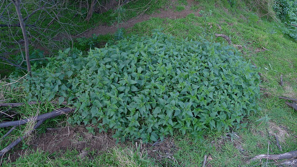 Urtica incisa (Scrub Nettle) (alternate view 8)