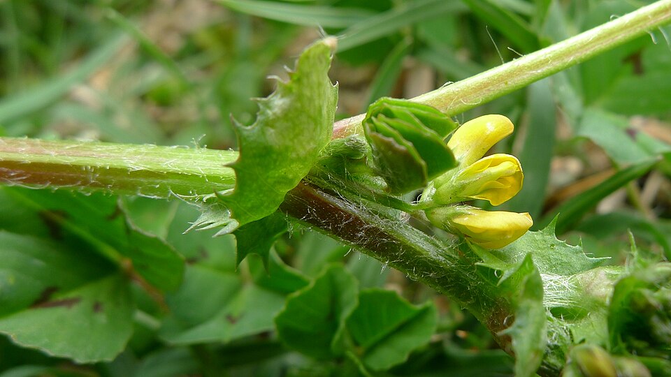 Medicago arabica (Spotted medick)