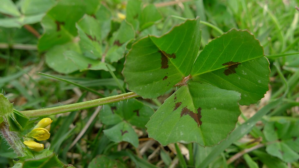 Medicago arabica (Spotted medick)