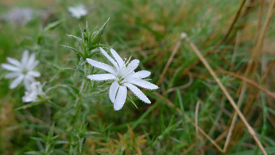 Stellaria pungens (prickly starwort) (alternate view 10)