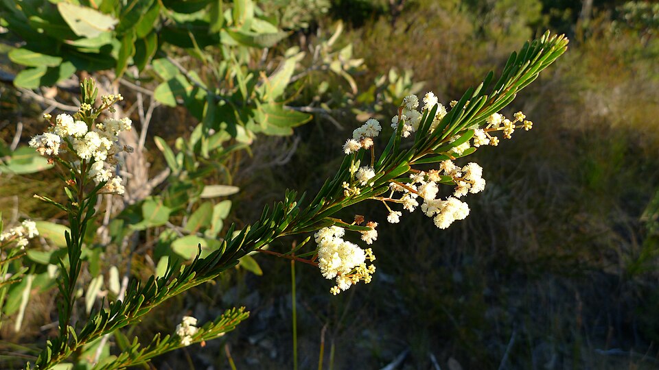 Acacia linifolia (Flax-leaved Wattle) (alternate view 10)