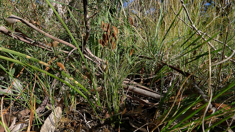 Schizaea bifida (Forked Comb Fern) (alternate view 7)