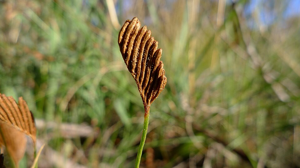 Schizaea bifida (Forked Comb Fern) (alternate view 8)