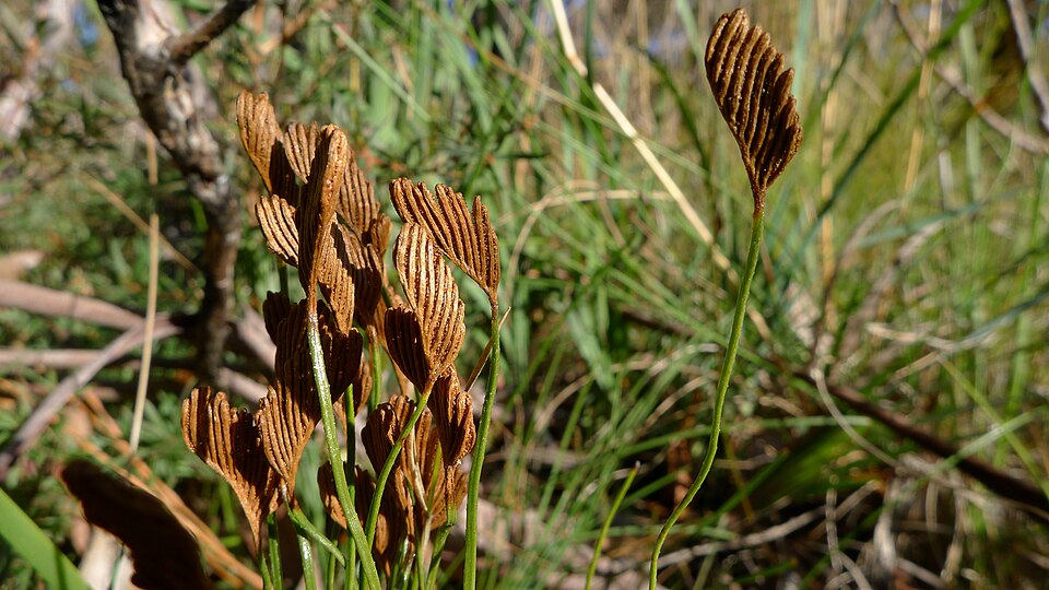 Schizaea bifida (Forked Comb Fern) (alternate view 9)