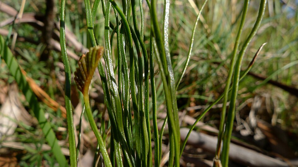 Schizaea bifida (Forked Comb Fern) (alternate view 10)
