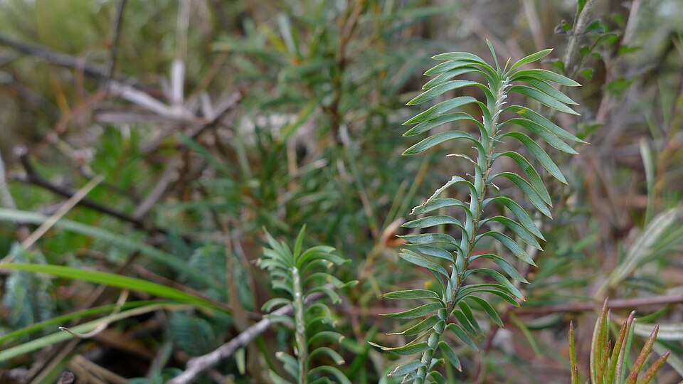 Lomandra obliqua (Fish Bones) (alternate view 2)