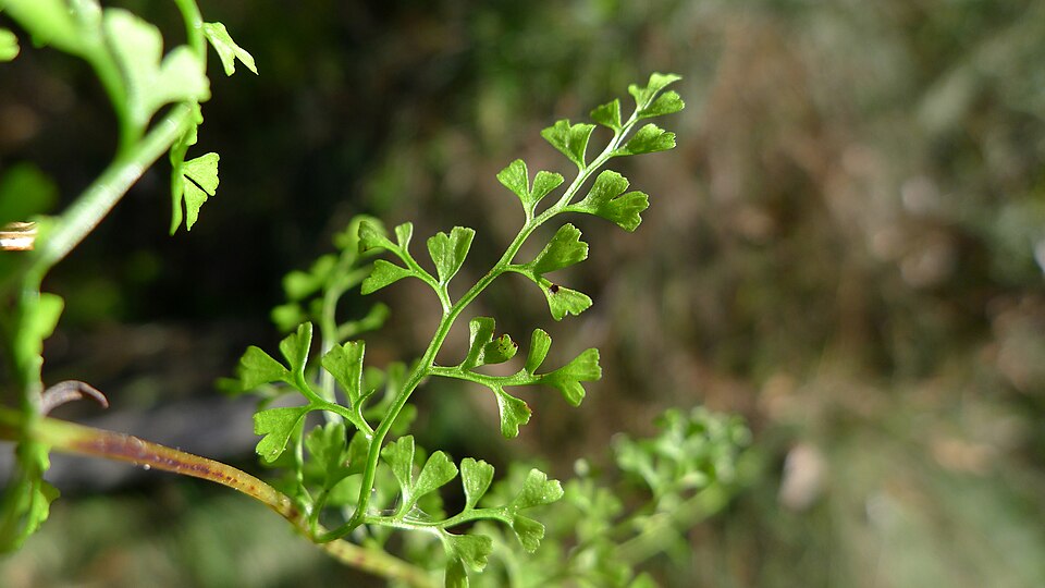 Lindsaea microphylla (lacy wedge fern) (alternate view 3)