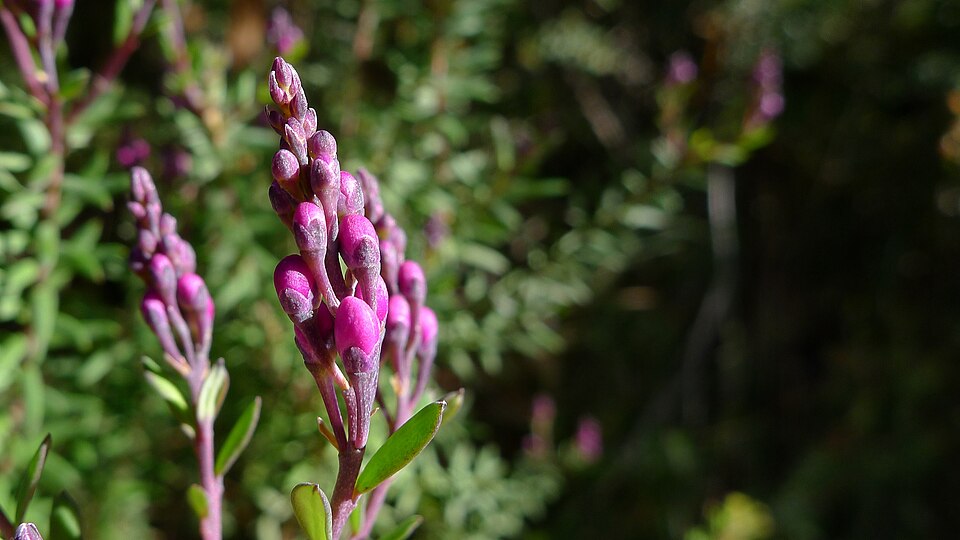 Comesperma ericinum (Pink Matchheads) (alternate view 3)