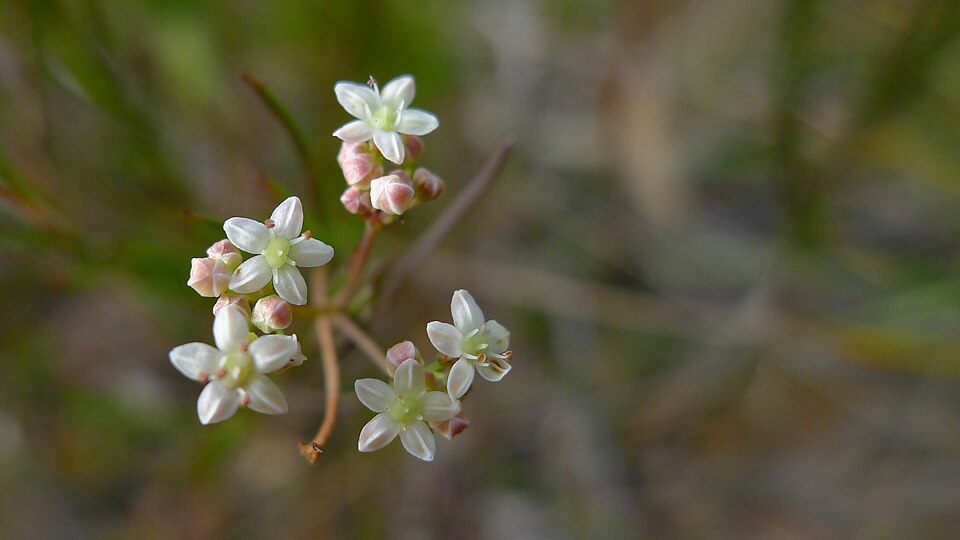 Platysace linearifolia (Carrot Tops) (alternate view 7)
