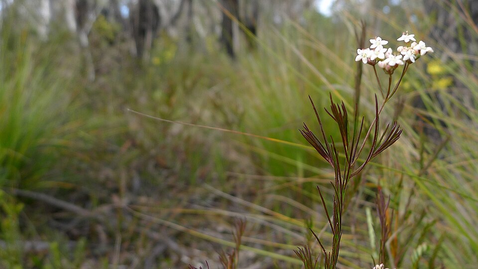 Platysace linearifolia (Carrot Tops) (alternate view 8)