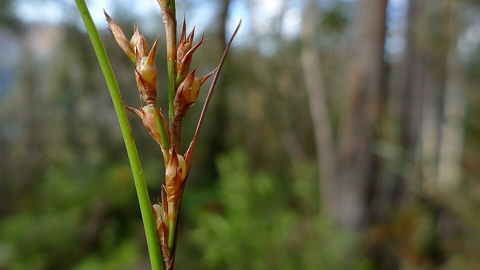 Lepidosperma laterale (variable sword-sedge) (alternate view 5)