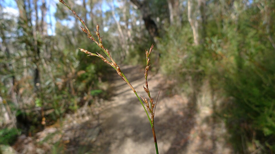 Lepidosperma laterale (variable sword-sedge) (alternate view 6)