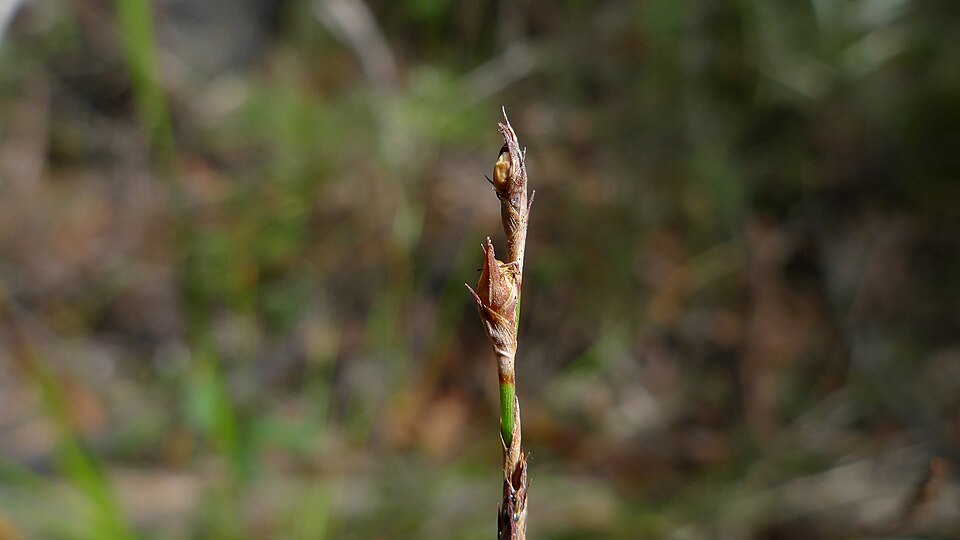 Lepidosperma laterale (variable sword-sedge) (alternate view 7)