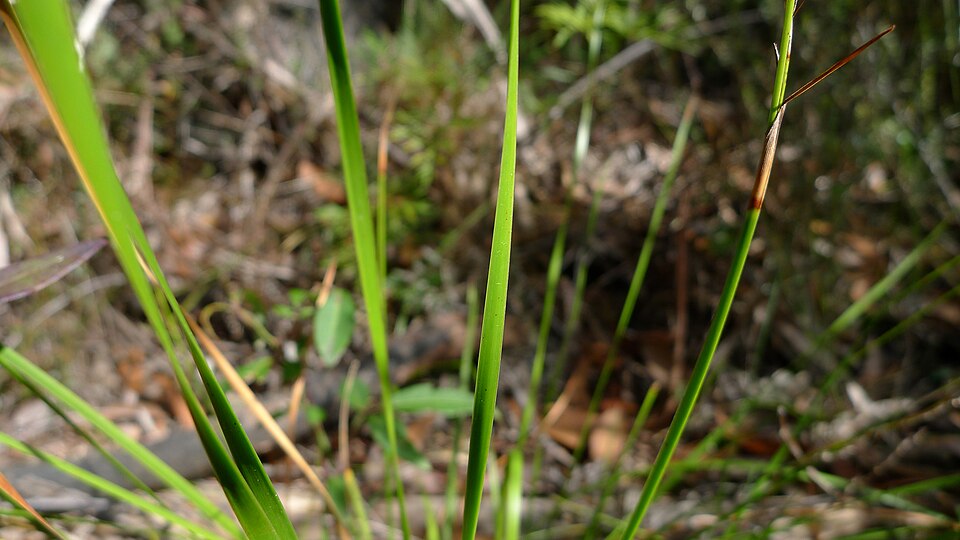 Lepidosperma laterale (variable sword-sedge) (alternate view 8)