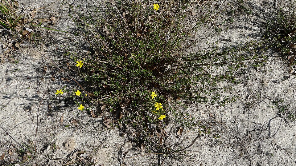 Hibbertia hypericoides (Yellow Buttercups) (alternate view 10)