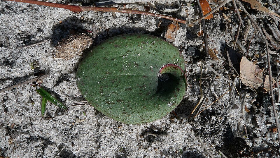Pyrorchis nigricans (Red Beaks) (alternate view 4)