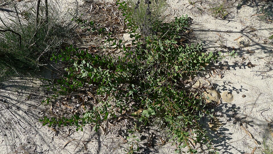 Hakea prostrata (Harsh Hakea) (alternate view 8)
