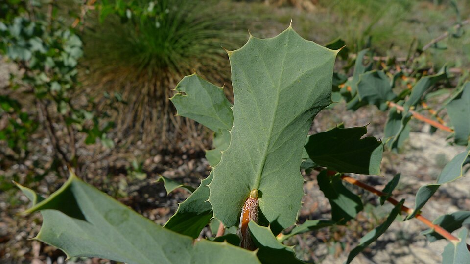 Hakea prostrata (Harsh Hakea) (alternate view 9)