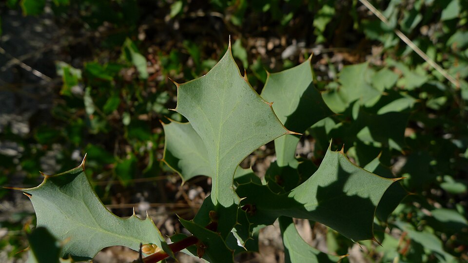 Hakea prostrata (Harsh Hakea) (alternate view 10)