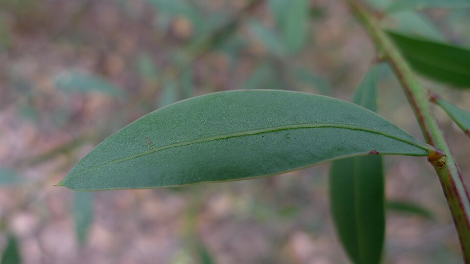 Acacia myrtifolia (Myrtle Wattle) (alternate view 4)