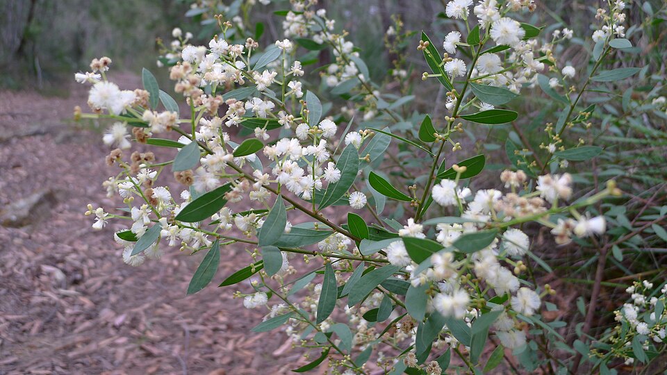 Acacia myrtifolia (Myrtle Wattle) (alternate view 5)