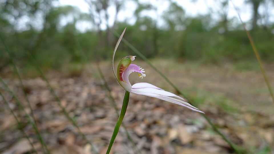 Caladenia catenata (Lady Fingers) (alternate view 5)