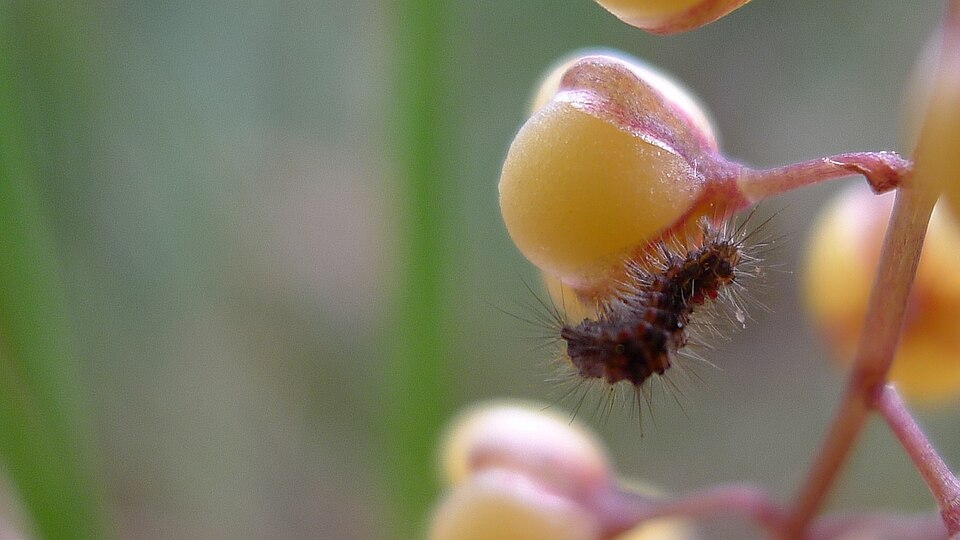 Lomandra filiformis (wattle mat-rush) (alternate view 4)