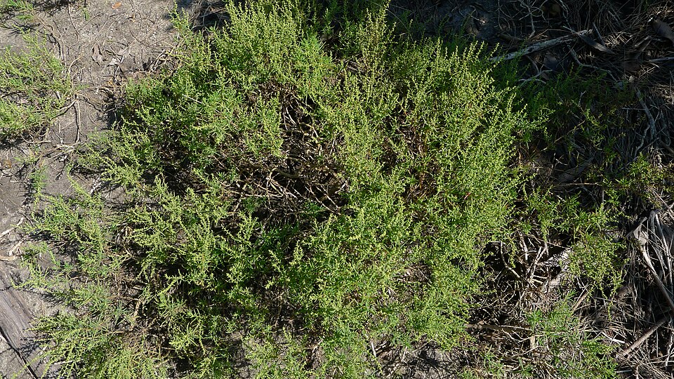 Suaeda australis (Austral Seablite) (alternate view 7)