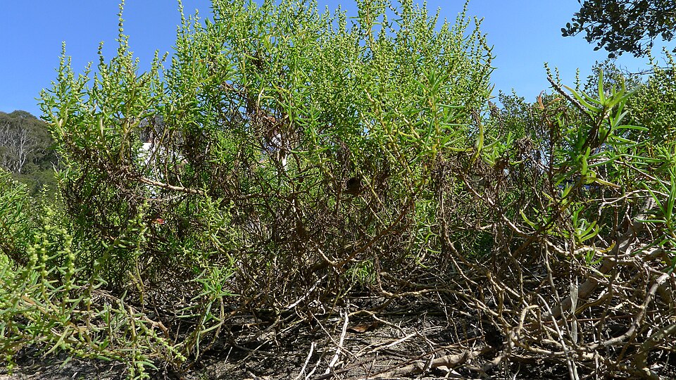 Suaeda australis (Austral Seablite) (alternate view 8)