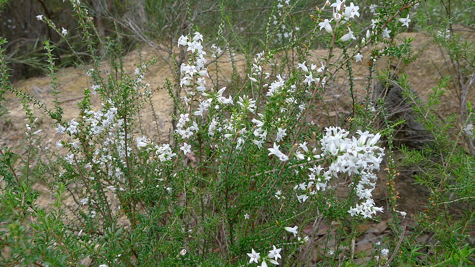Epacris pulchella (New South Wales Coral Heath) (alternate view 2)