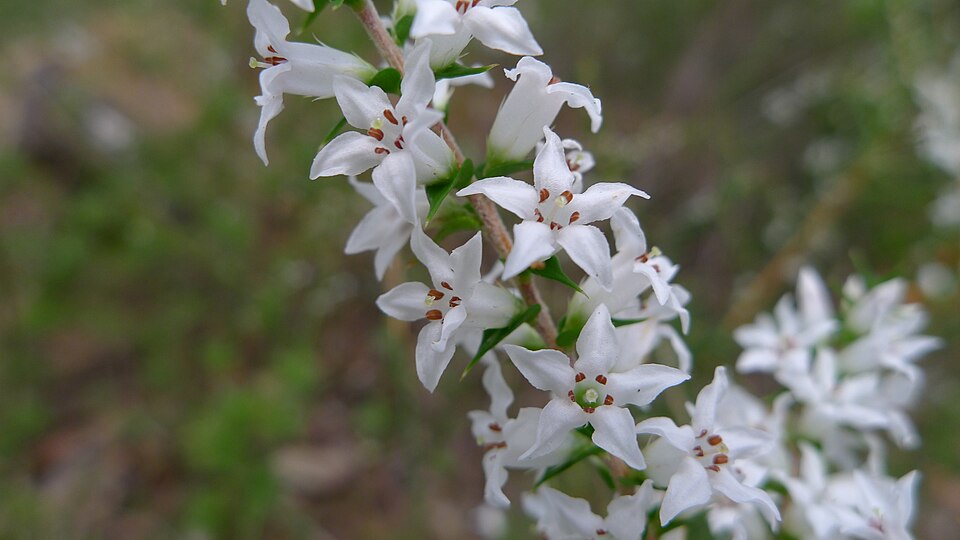 Epacris pulchella (New South Wales Coral Heath) (alternate view 3)