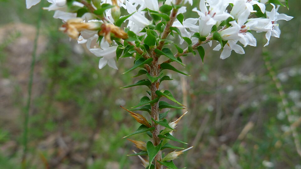 Epacris pulchella (New South Wales Coral Heath) (alternate view 4)