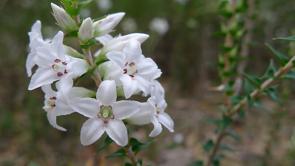 Epacris pulchella (New South Wales Coral Heath) (alternate view 5)