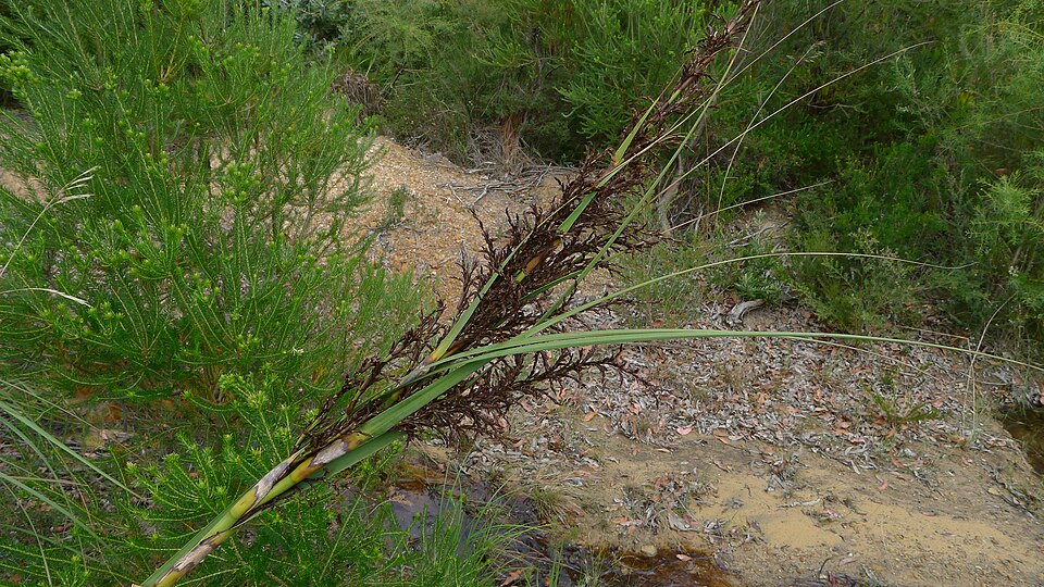 Gahnia clarkei (tall saw-sedge) (alternate view 6)