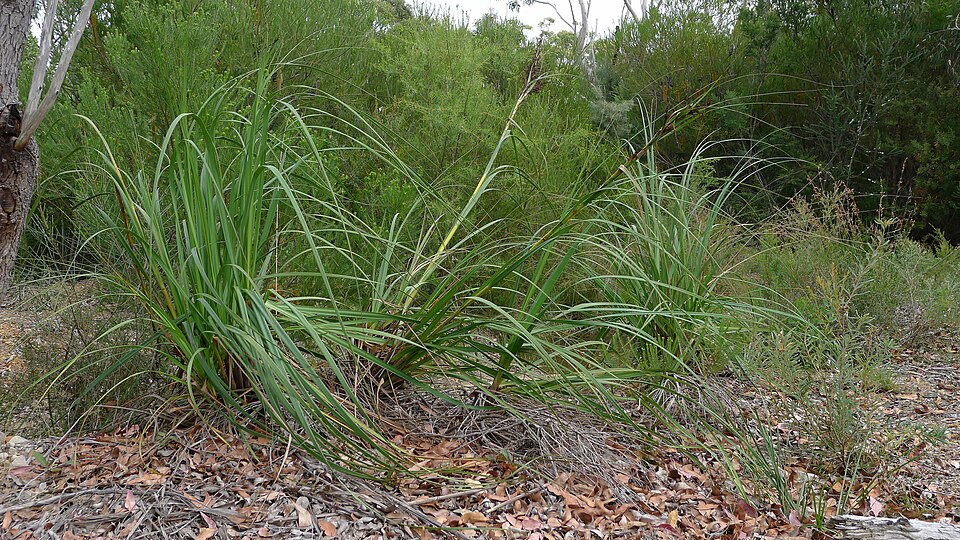 Gahnia clarkei (tall saw-sedge) (alternate view 7)