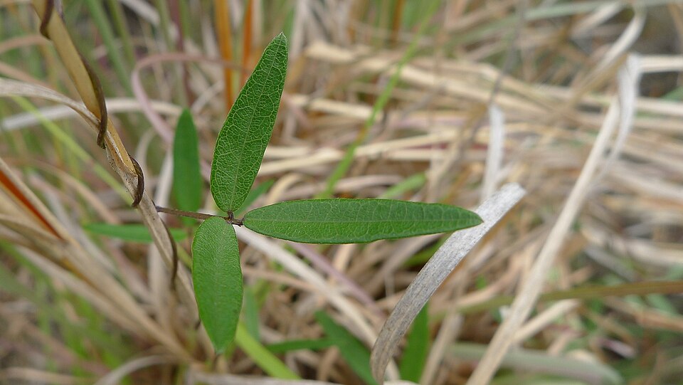 Glycine clandestina (Twining Glycine) (alternate view 3)