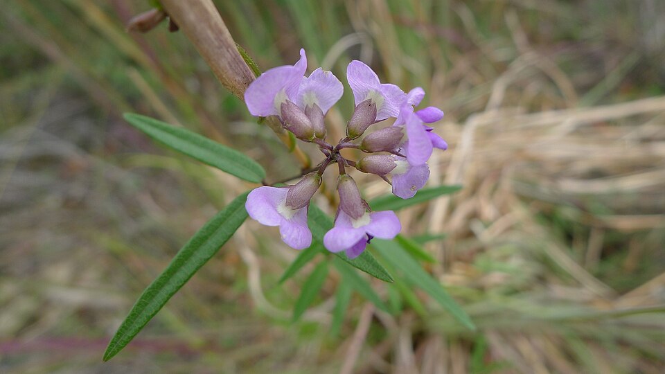 Glycine clandestina (Twining Glycine) (alternate view 4)