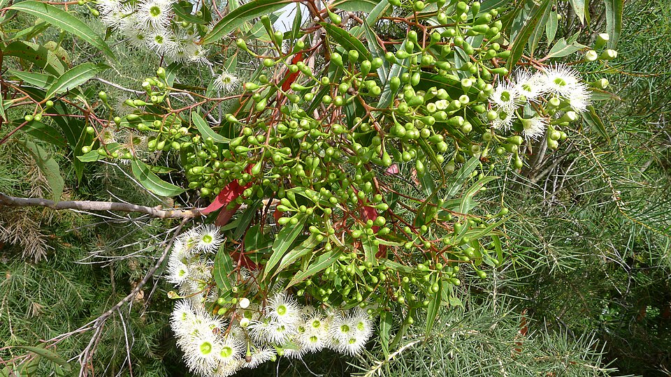 Corymbia gummifera (Red Bloodwood) (alternate view 5)