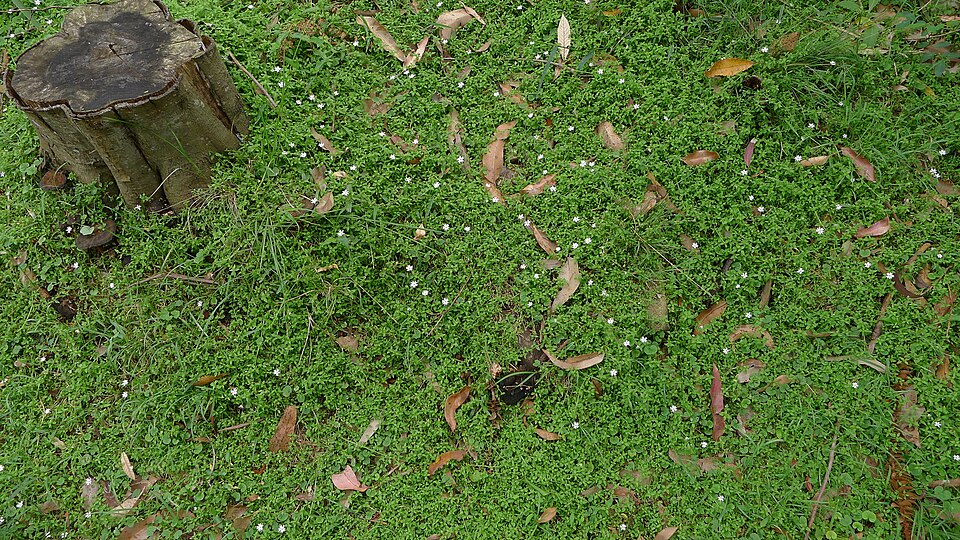 Stellaria flaccida (Forest Starwort)