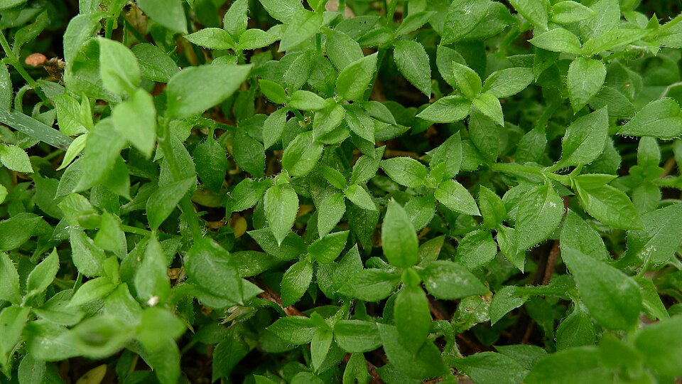 Stellaria flaccida (Forest Starwort) (alternate view 2)