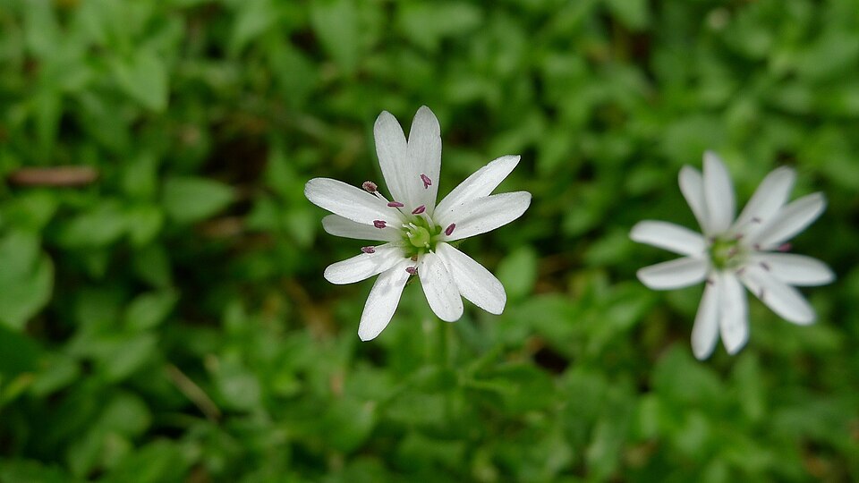 Stellaria flaccida (Forest Starwort) (alternate view 3)