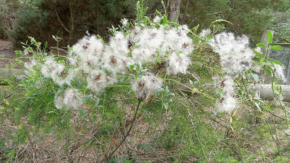 Clematis aristata (Australian Clematis) (alternate view 2)