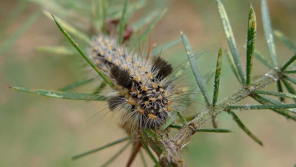 Acacia verticillata (Prickly moses) (alternate view 5)