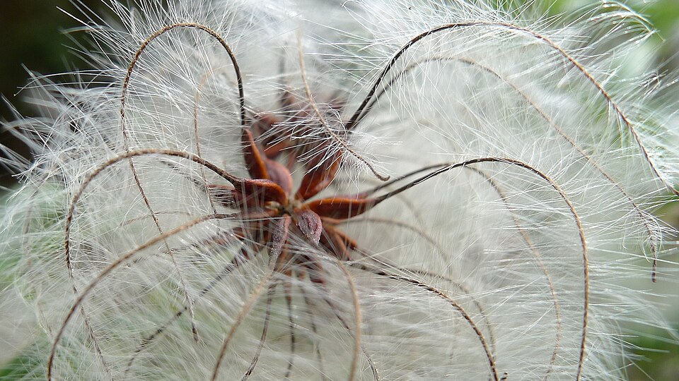 Clematis aristata (Australian Clematis) (alternate view 4)