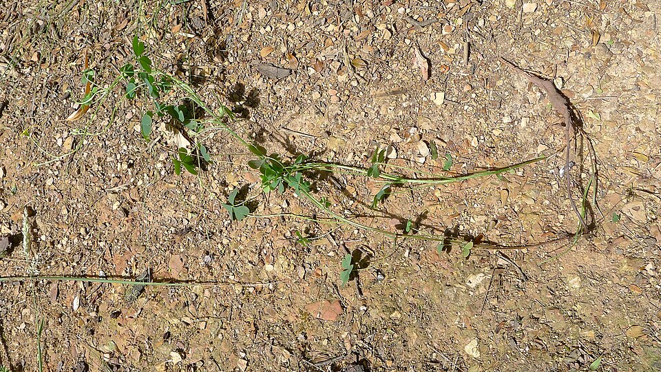 Oxalis perennans (woody-root woodsorrel) (alternate view 6)