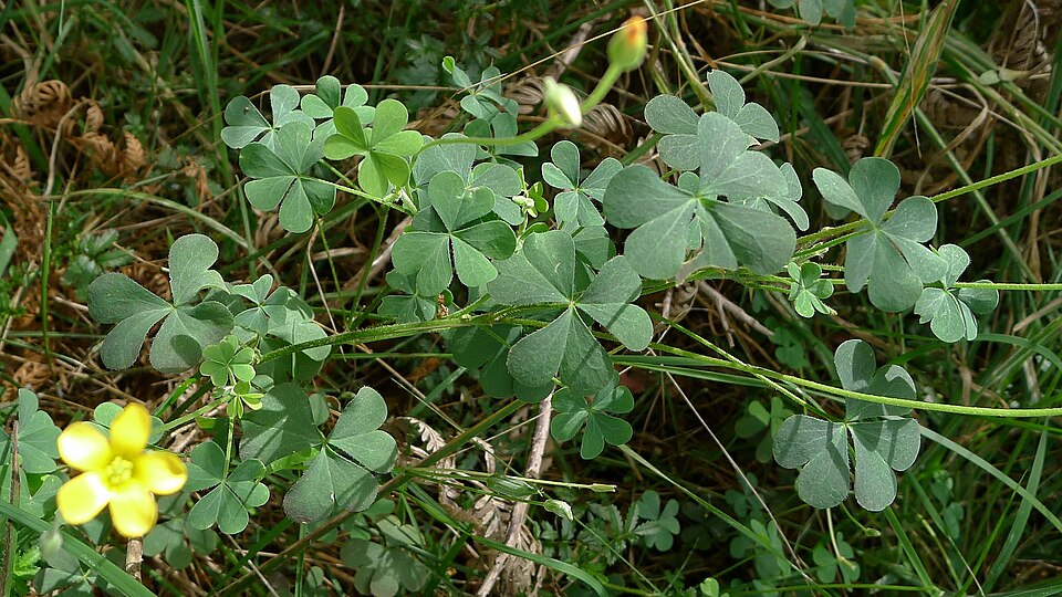 Oxalis perennans (woody-root woodsorrel) (alternate view 8)